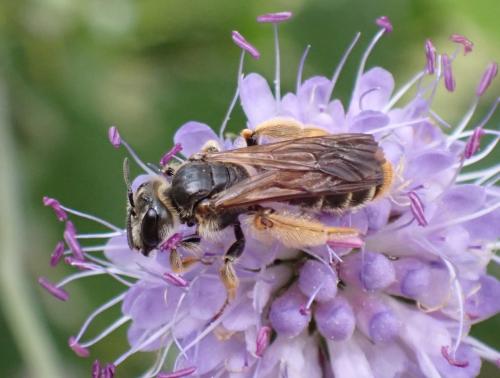 Andrena hattorfiana
